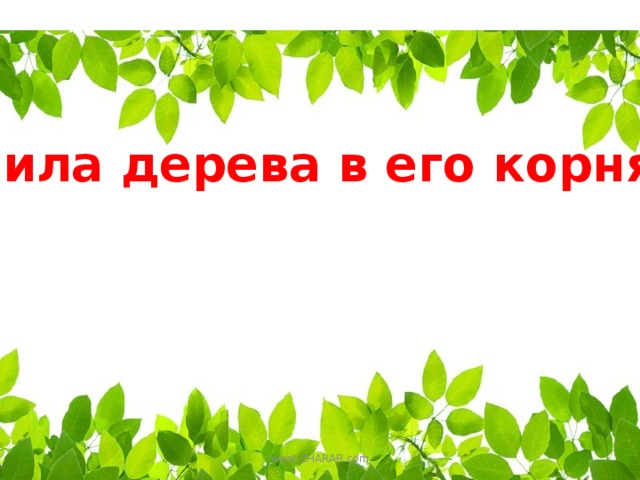 Сила дерева в его корнях  www.ZHARAR.com