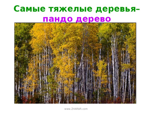 Самые тяжелые деревья–  пандо дерево www.ZHARAR.com