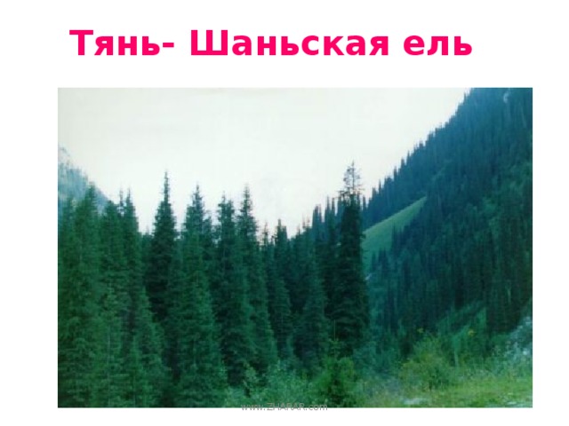 Тянь- Шаньская ель www.ZHARAR.com