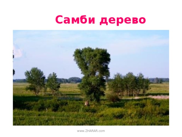 Самби дерево www.ZHARAR.com