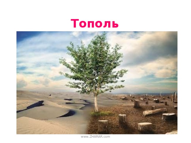 Тополь www.ZHARAR.com