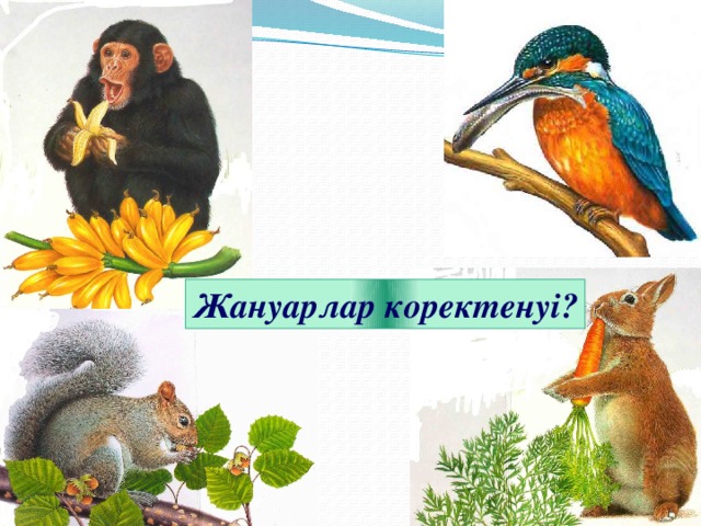 Жануарлар коректенуі?