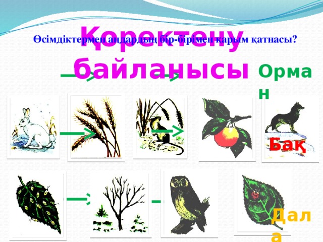 Қоректену байланысы Өсімдіктермен аңдардың бір-бірімен қарым қатнасы? Орман Бақ Дала