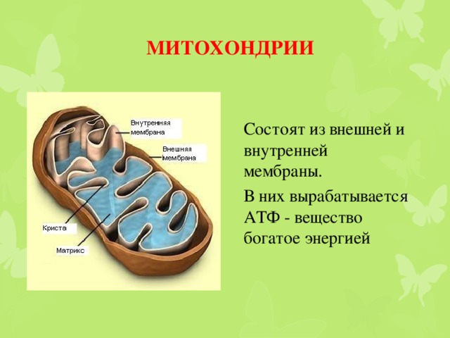 3 функции митохондрий