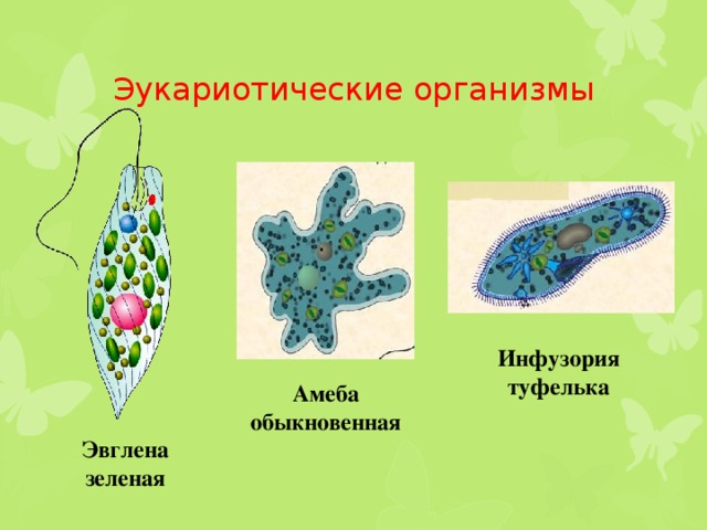 Эукариотические организмы Инфузория туфелька Амеба обыкновенная Эвглена зеленая