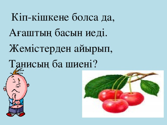 Кіп-кішкене болса да, Ағаштың басын иеді. Жемістерден айырып, Танисың ба шиені?