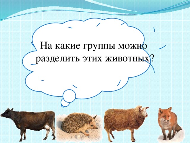 На какие группы можно разделить этих животных?