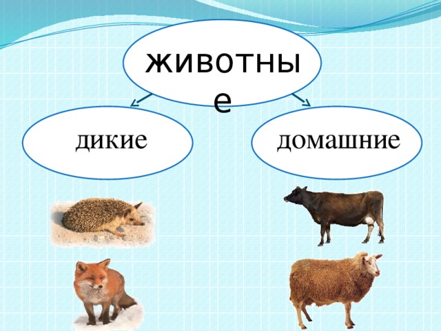 животные дикие домашние