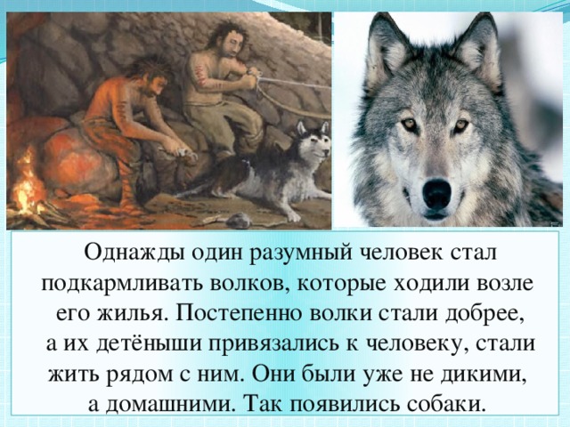 Однажды один разумный человек стал подкармливать волков, которые ходили возле его жилья. Постепенно волки стали добрее, а их детёныши привязались к человеку, стали жить рядом с ним. Они были уже не дикими, а домашними. Так появились собаки.