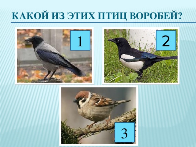 Какой из этих птиц воробей? 1 2 3