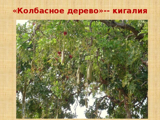«Колбасное дерево»-- кигалия