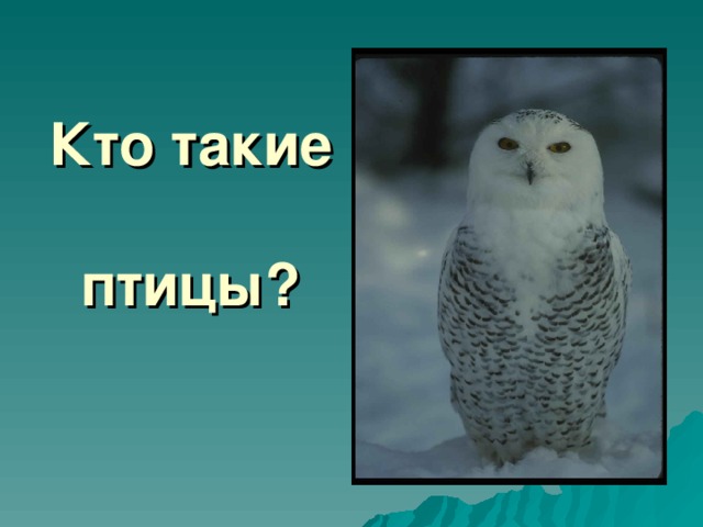 Кто такие  птицы?