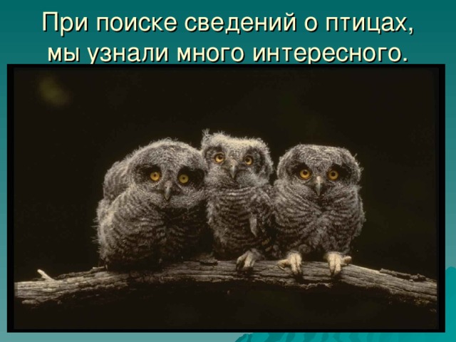 При поиске сведений о птицах, мы узнали много интересного.