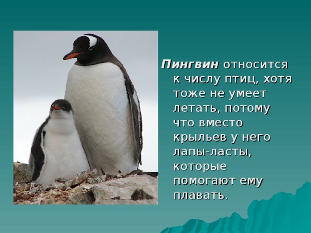 Пингвин относится к числу птиц, хотя тоже не умеет летать, потому что вместо крыльев у него лапы-ласты, которые помогают ему плавать.