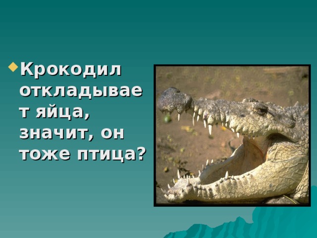 Крокодил откладывает яйца, значит, он тоже птица?