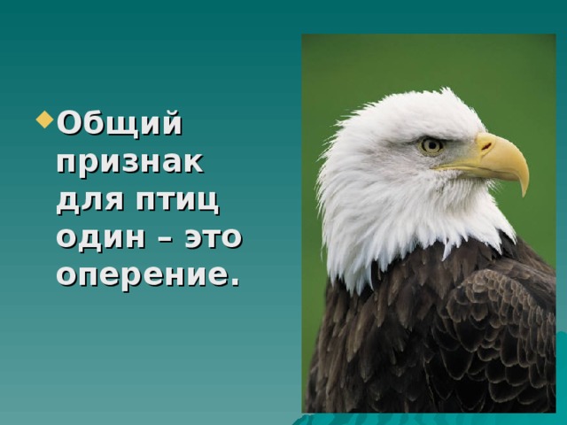 Общий признак для птиц один – это оперение.