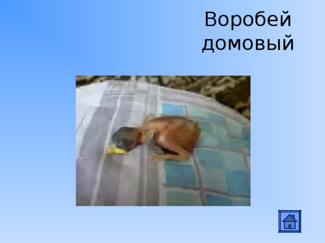 Воробей домовый