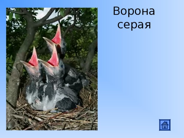 Ворона серая