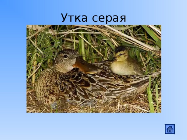 Утка серая