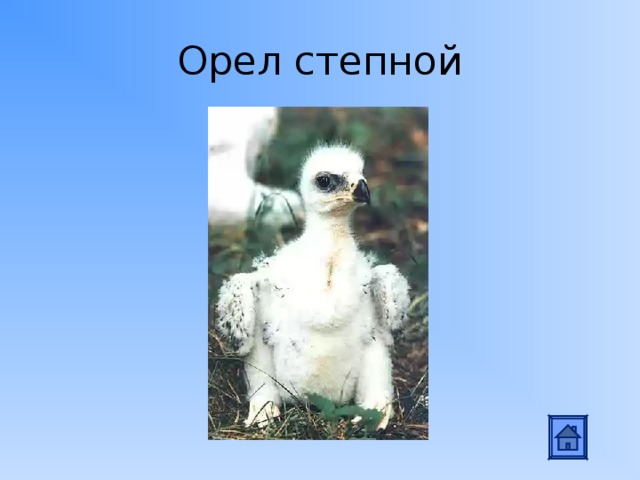 Орел степной