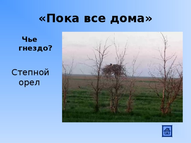 «Пока все дома»  Чье гнездо? Степной орел