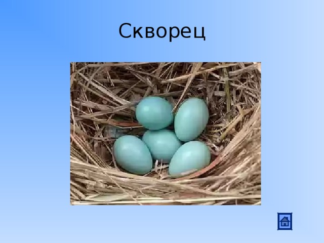 Скворец