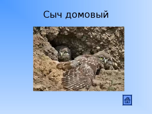 Сыч домовый