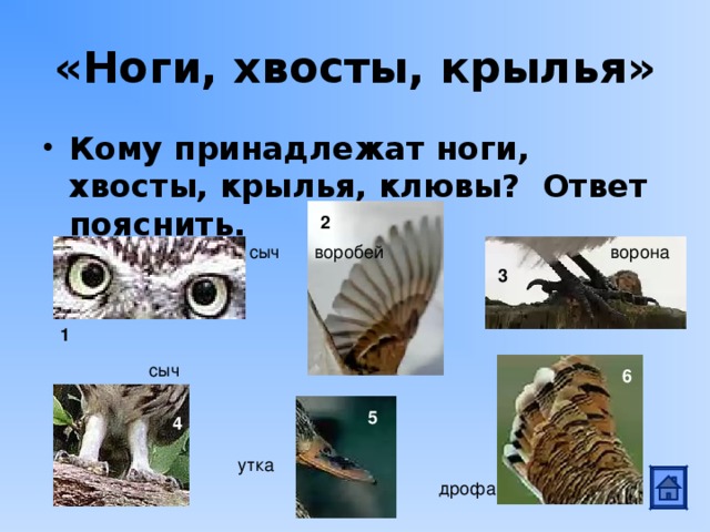 «Ноги, хвосты, крылья» Кому принадлежат ноги, хвосты, крылья, клювы? Ответ пояснить. 2 сыч воробей ворона 3 1 сыч 6 5 4 утка дрофа