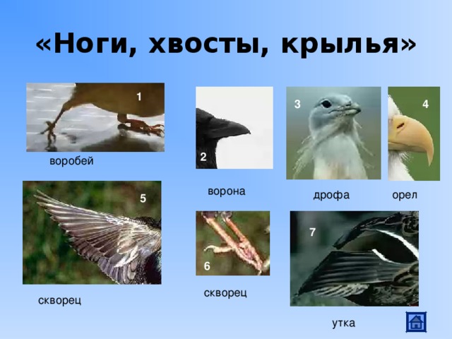 «Ноги, хвосты, крылья» 1 4 3 2 воробей ворона дрофа орел 5 7 6 скворец скворец утка