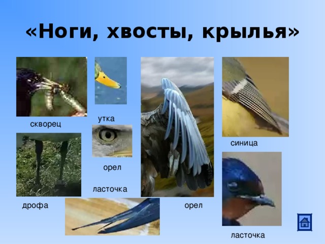 «Ноги, хвосты, крылья» утка скворец синица орел ласточка орел дрофа ласточка