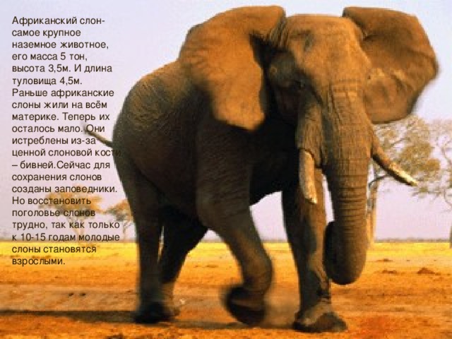Африканский слон- самое крупное наземное животное, его масса 5 тон, высота 3,5м. И длина туловища 4,5м. Раньше африканские слоны жили на всём материке. Теперь их осталось мало. Они истреблены из-за ценной слоновой кости – бивней.Сейчас для сохранения слонов созданы заповедники. Но восстановить поголовье слонов трудно, так как только к 10-15 годам молодые слоны становятся взрослыми.
