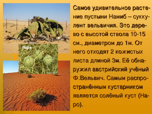 Самое удивительное расте- ние пустыни Намиб – сукку- лент вельвичия. Это дере- во с высотой ствола 10-15 см., диаметром до 1м. От него отходят 2 кожистых листа длиной 3м. Её обна- ружил австрийский учёный Ф.Вельвич. Самым распро- странённым кустарником является солёный куст (На- ро). Нара