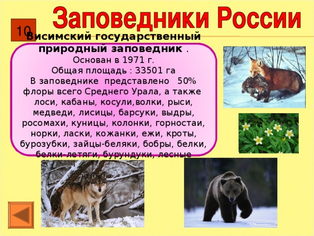 10 Висимский государственный природный заповедник . Основан в 1971 г. Общая площадь : 33501 га В заповеднике представлено 50% флоры всего Среднего Урала, а также лоси, кабаны, косули,волки, рыси, медведи, лисицы, барсуки, выдры, росомахи, куницы, колонки, горностаи, норки, ласки, кожанки, ежи, кроты, бурозубки, зайцы-беляки, бобры, белки, белки-летяги, бурундуки, лесные лемминги.