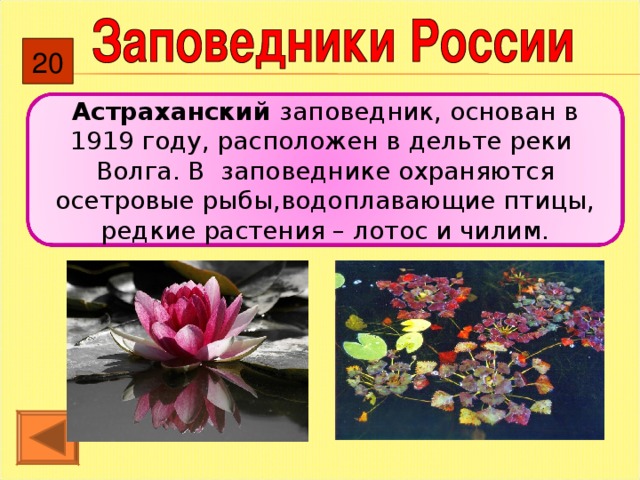 20 Астраханский заповедник, основан в 1919 году, расположен в дельте реки Волга. В заповеднике охраняются осетровые рыбы,водоплавающие птицы, редкие растения – лотос и чилим.