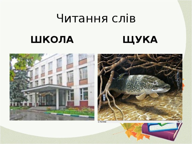 Читання слів ШКОЛА ЩУКА