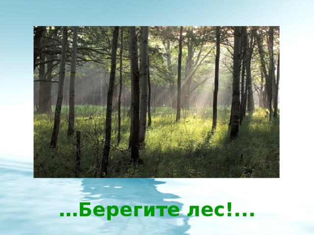 … Берегите лес!...