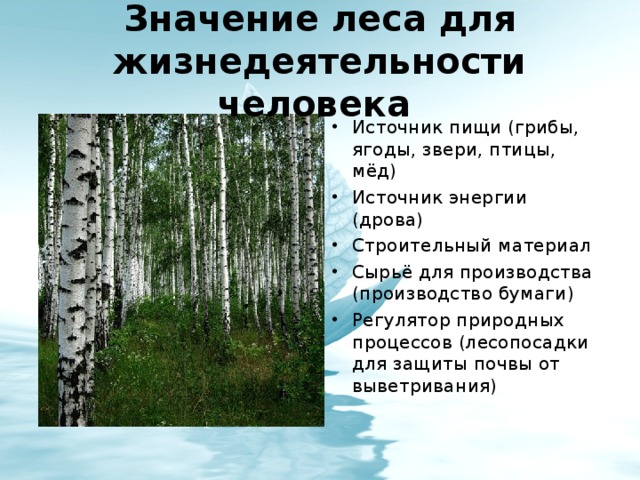 Значение леса для жизнедеятельности человека