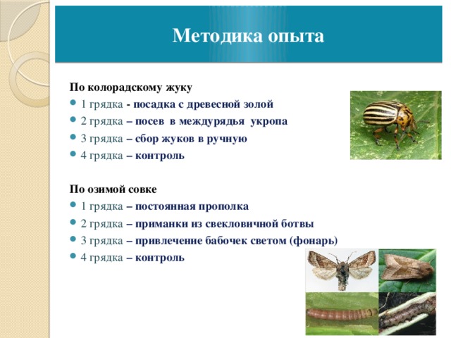 Методика опыта По колорадскому жуку 1 грядка - посадка с древесной золой 2 грядка – посев в междурядья укропа 3 грядка – сбор жуков в ручную 4 грядка – контроль  По озимой совке 1 грядка – постоянная прополка 2 грядка – приманки из свекловичной ботвы 3 грядка – привлечение бабочек светом (фонарь) 4 грядка – контроль