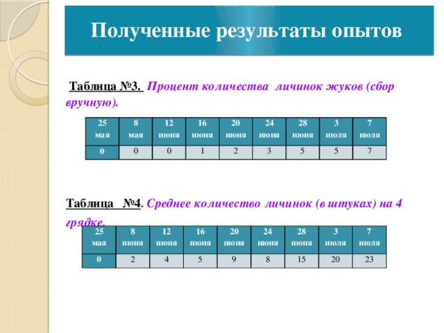 Полученные результаты опытов  Таблица №3.  Процент количества личинок жуков (сбор вручную).     Таблица №4 . Среднее количество личинок (в штуках) на 4 грядке. 25 мая 8 0 мая 12 0 16 июня 0 июня 20 июня 1 24 2 июня 3 28 3 июня 5 июля 5 7 июля 7 25 0 8 мая 12 2 июня 16 4 июня 20 5 июня 9 июня 24 28 8 июня 3 15 июня 7 20 июля 23 июля