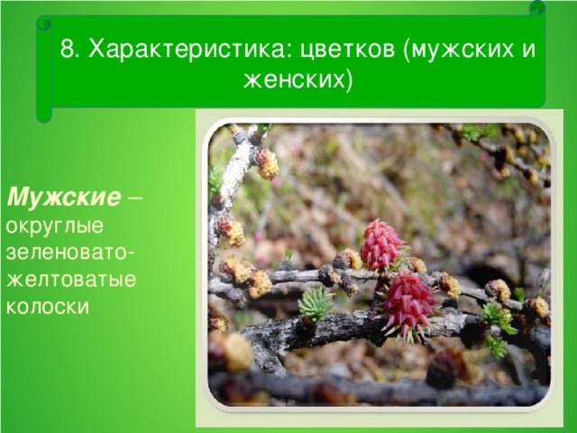 8. Характеристика: цветков (мужских и женских)  Мужские –  округлые зеленовато- желтоватые колоски