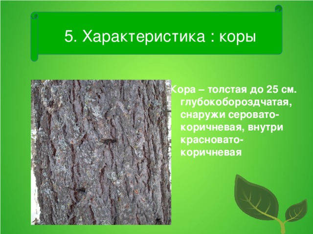 5. Характеристика : коры Кора – толстая до 25 см. глубокобороздчатая, снаружи серовато-коричневая, внутри красновато-коричневая