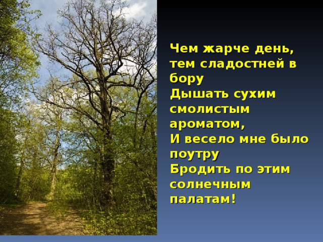 Чем жарче день, тем сладостней в бору Дышать сухим смолистым ароматом, И весело мне было поутру Бродить по этим солнечным палатам!