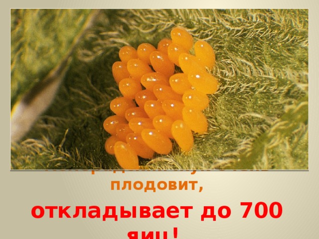 Колорадский жук очень плодовит, откладывает до 700 яиц!