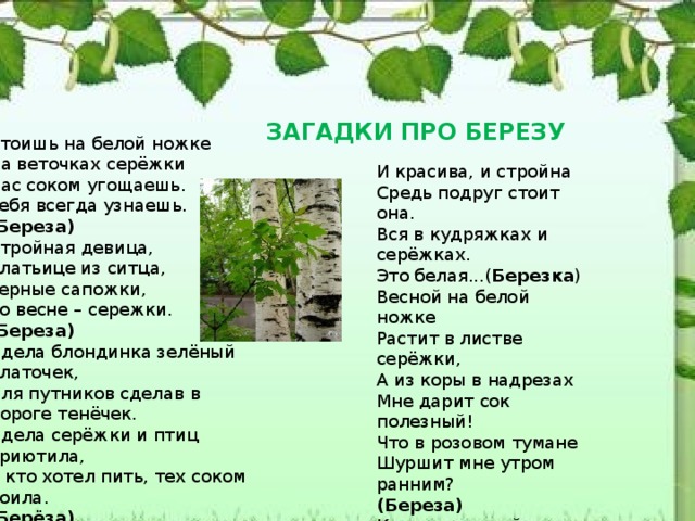 (Береза) .  Стоишь на белой ножке  На веточках серёжки  Нас соком угощаешь.  Тебя всегда узнаешь.  (Береза)   Стройная девица,  платьице из ситца,  черные сапожки,  по весне – сережки.  (Береза)   Одела блондинка зелёный платочек,  Для путников сделав в дороге тенёчек.  Одела серёжки и птиц приютила,  А кто хотел пить, тех соком поила.  (Берёза)   Это дерево раз в год  Сок, как будто фрукт, дает. ( Береза )  ЗАГАДКИ ПРО БЕРЕЗУ И красива, и стройна  Средь подруг стоит она.  Вся в кудряжках и серёжках.  Это белая...( Березка ) Весной на белой ножке  Растит в листве серёжки,  А из коры в надрезах  Мне дарит сок полезный!  Что в розовом тумане  Шуршит мне утром ранним? (Береза)   Красила весной и летом  Волосы зелёным цветом.  Но видать перестаралась;  Без волос зимой осталась.  Только белый сарафан  Облегает стройный стан.