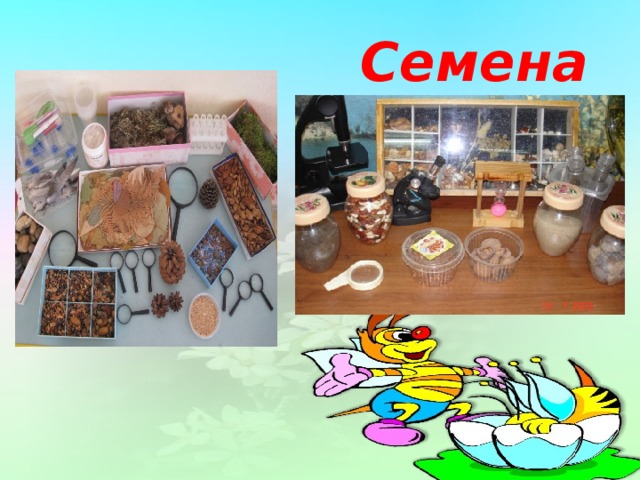 Семена