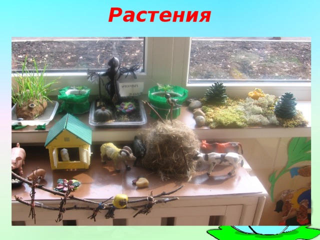 Растения