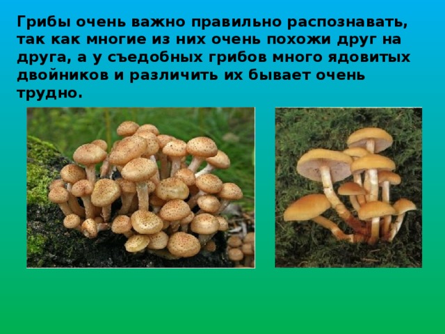 Грибы очень важно правильно распознавать, так как многие из них очень похожи друг на друга, а у съедобных грибов много ядовитых двойников и различить их бывает очень трудно.