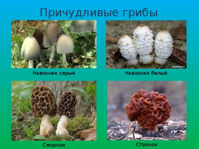 Причудливые грибы Навозник серый Навозник белый Строчок Сморчок