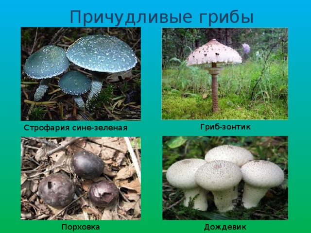 Причудливые грибы Гриб-зонтик Строфария сине-зеленая Порховка Дождевик