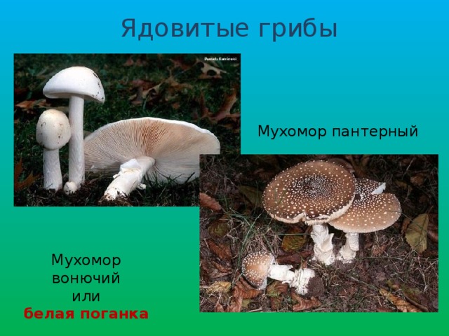 Ядовитые грибы Мухомор пантерный Мухомор вонючий или белая поганка